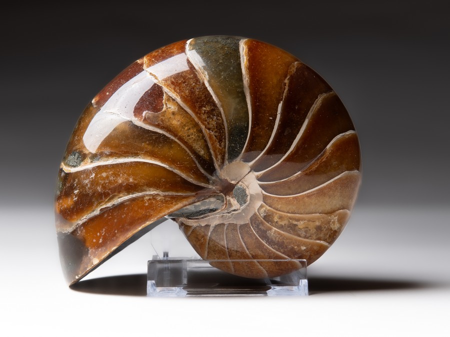 Nautilus cymatoceras