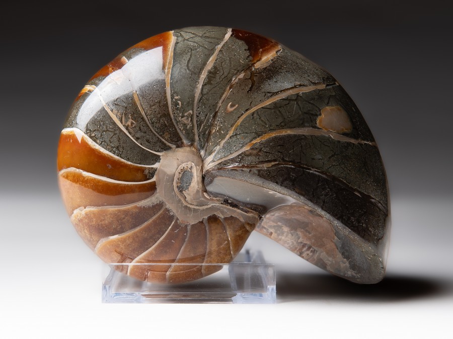 Nautilus cymatoceras