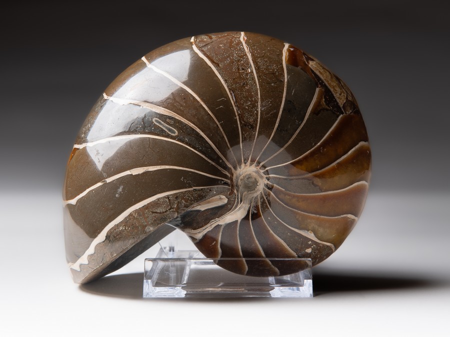 Nautilus cymatoceras