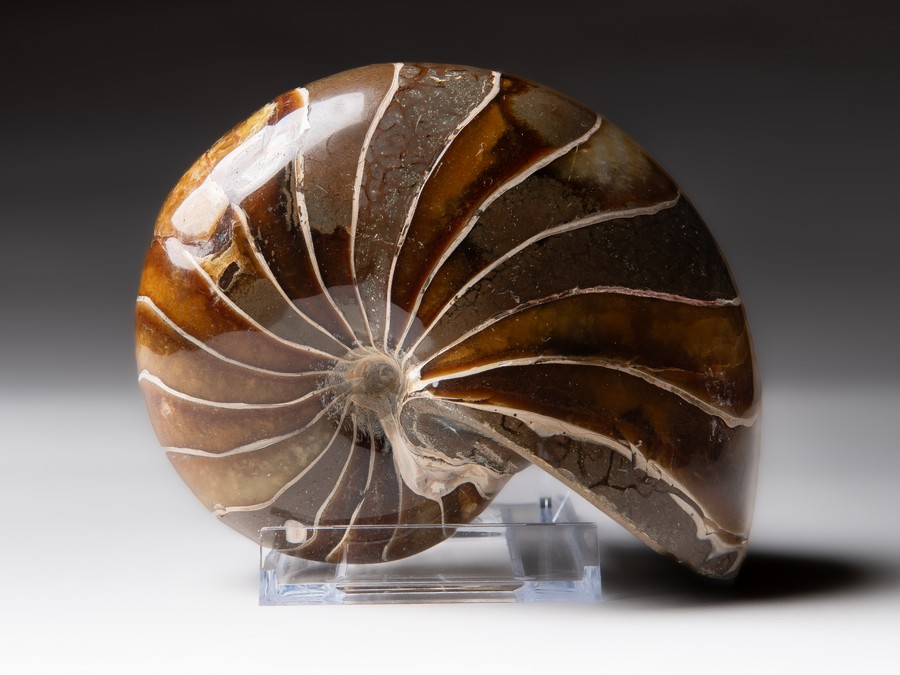Nautilus cymatoceras