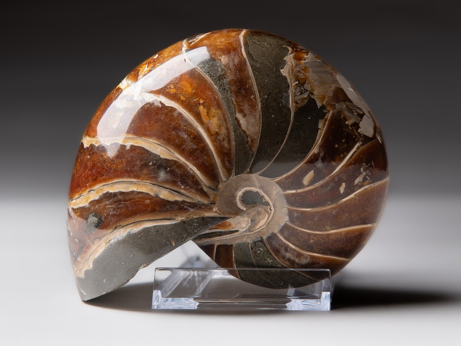Nautilus cymatoceras