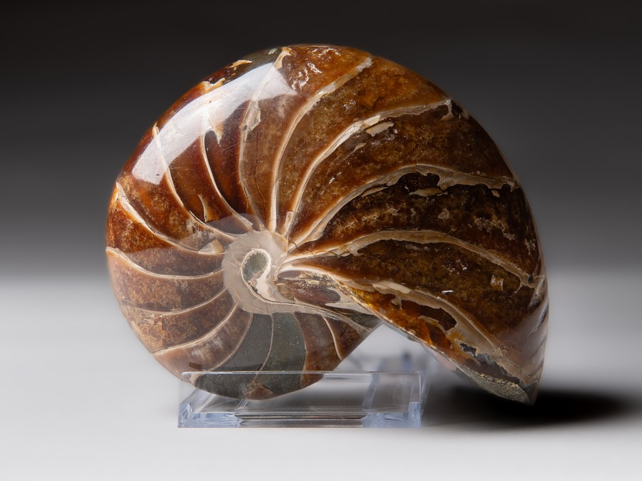 Nautilus cymatoceras