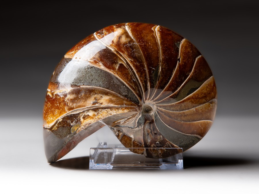 Nautilus cymatoceras