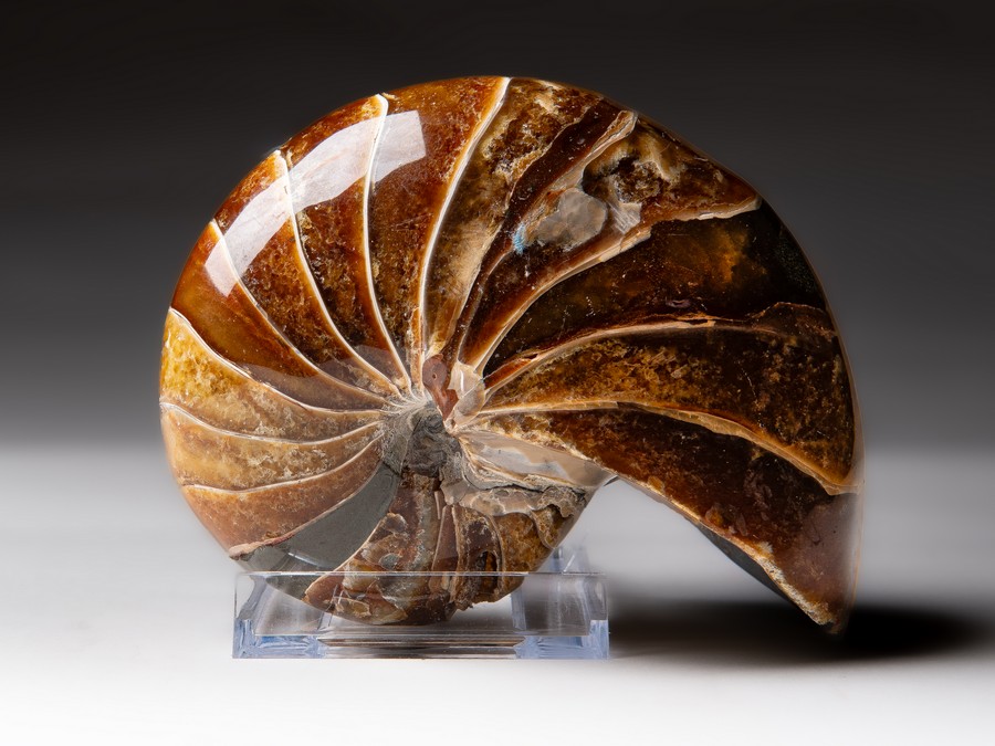 Nautilus cymatoceras