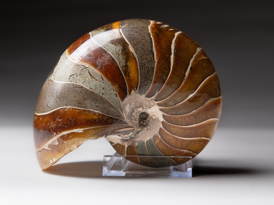 Nautilus cymatoceras