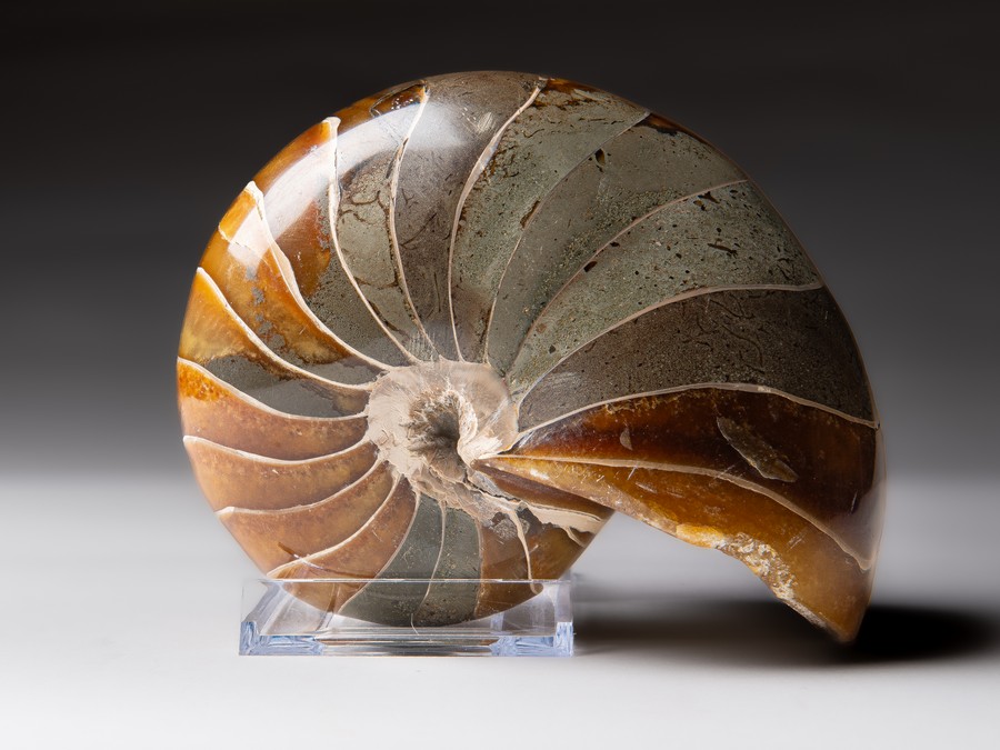 Nautilus cymatoceras