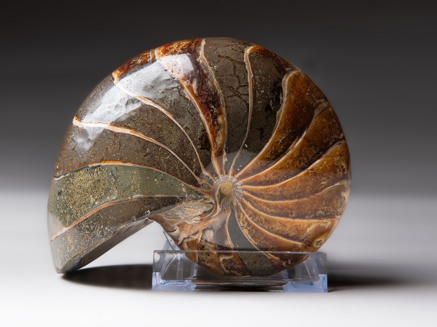 Nautilus cymatoceras