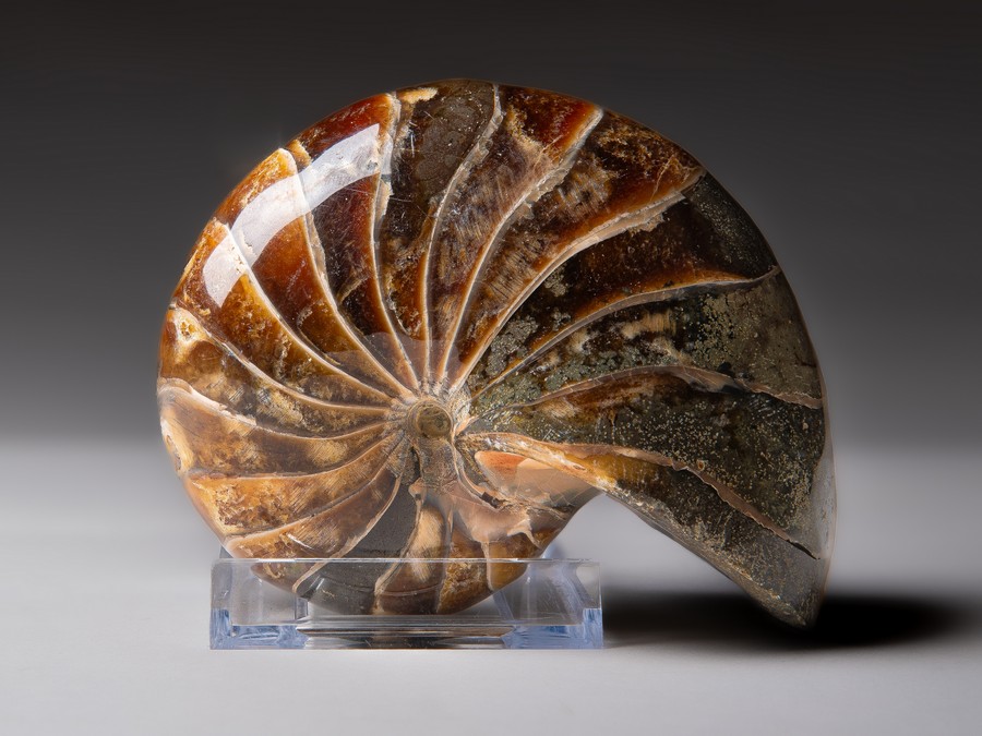 Nautilus cymatoceras
