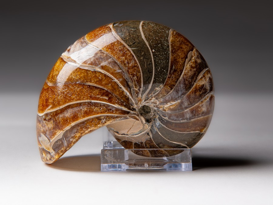 Nautilus cymatoceras