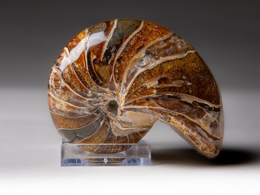 Nautilus cymatoceras