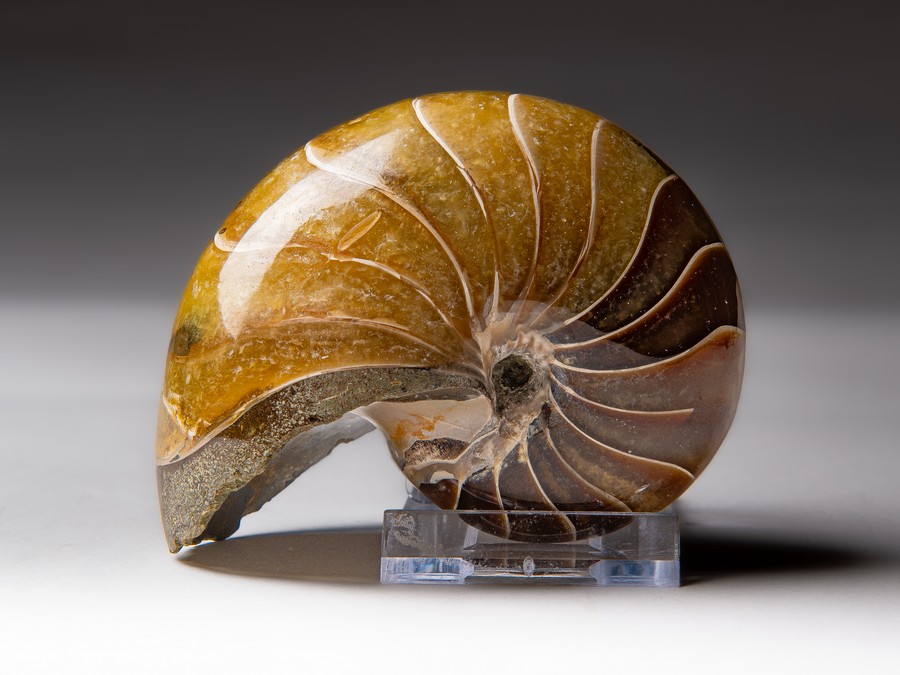 Nautilus cymatoceras