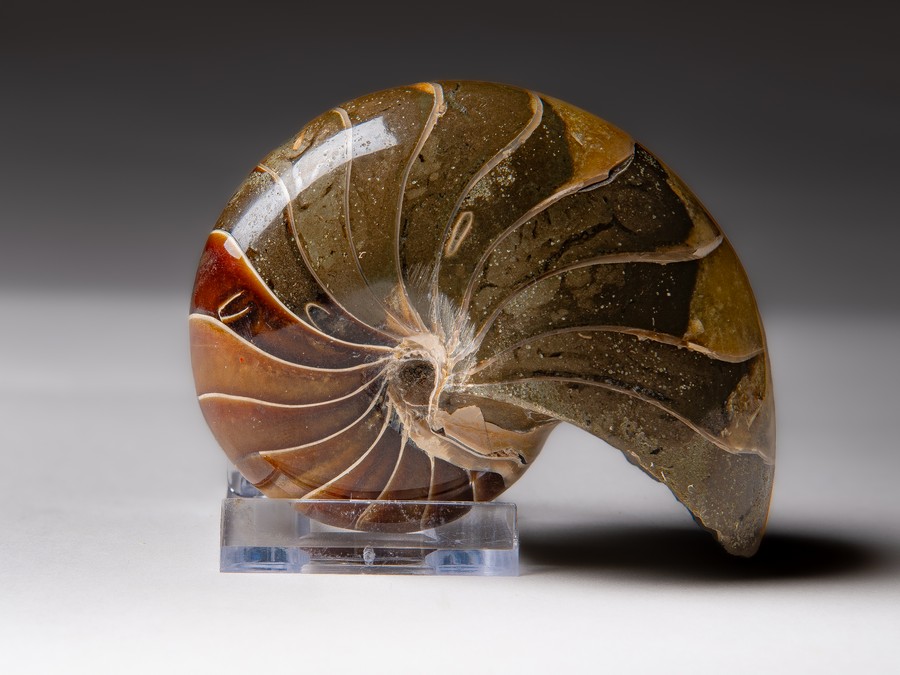 Nautilus cymatoceras