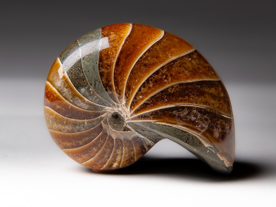 Nautilus cymatoceras