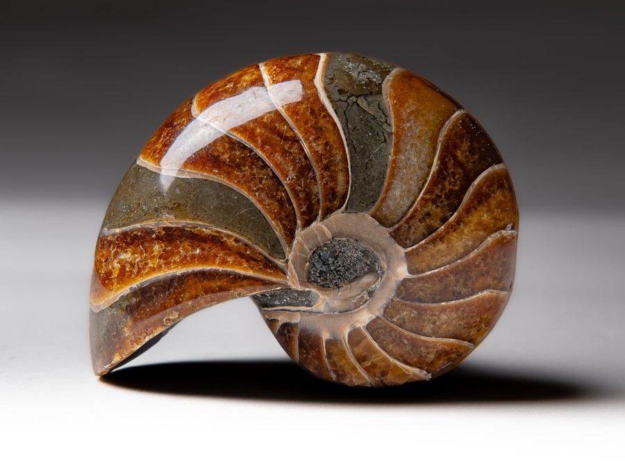 Nautilus cymatoceras