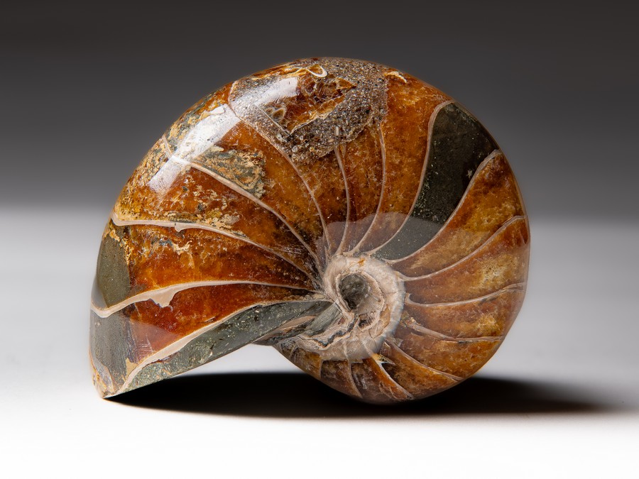 Nautilus cymatoceras
