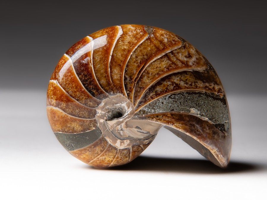 Nautilus cymatoceras