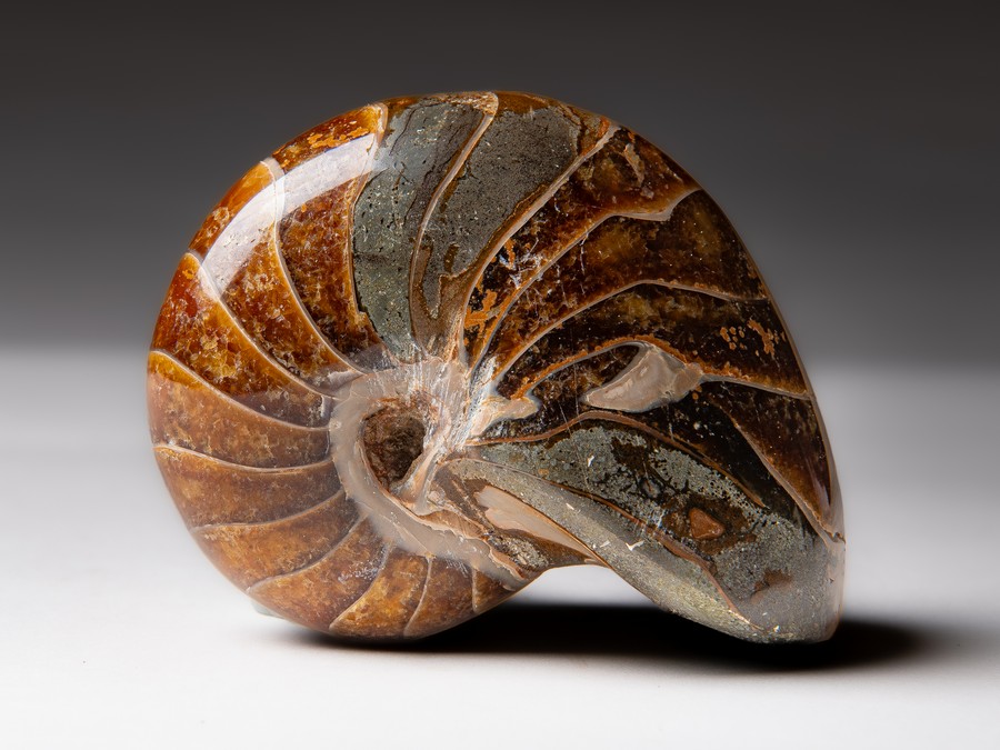Nautilus cymatoceras