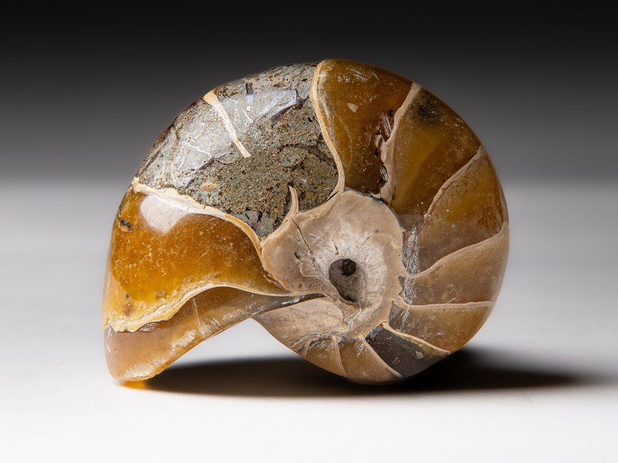 Nautilus cymatoceras