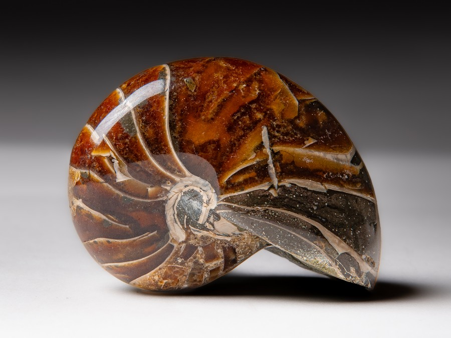 Nautilus cymatoceras