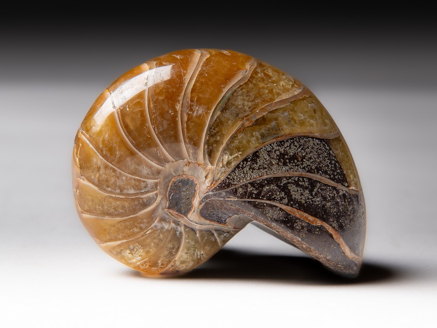 Nautilus cymatoceras