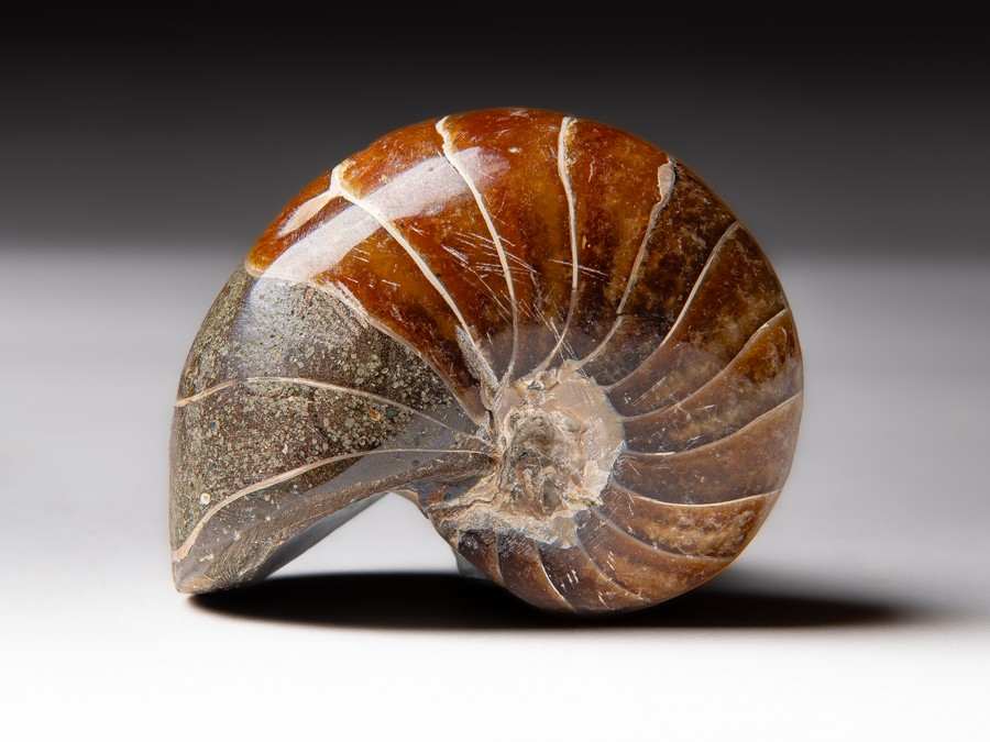 Nautilus cymatoceras
