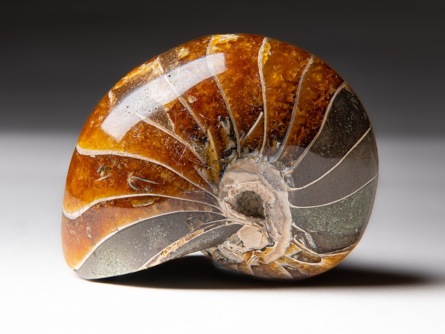 Nautilus cymatoceras