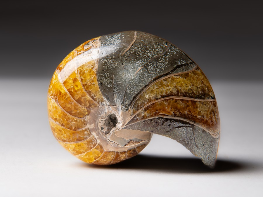 Nautilus cymatoceras