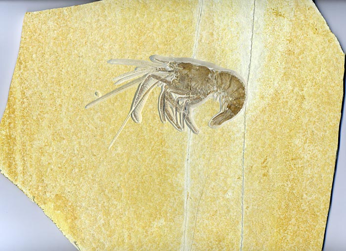 Schwimmkrebs aus dem Solnhofener Plattenkalk