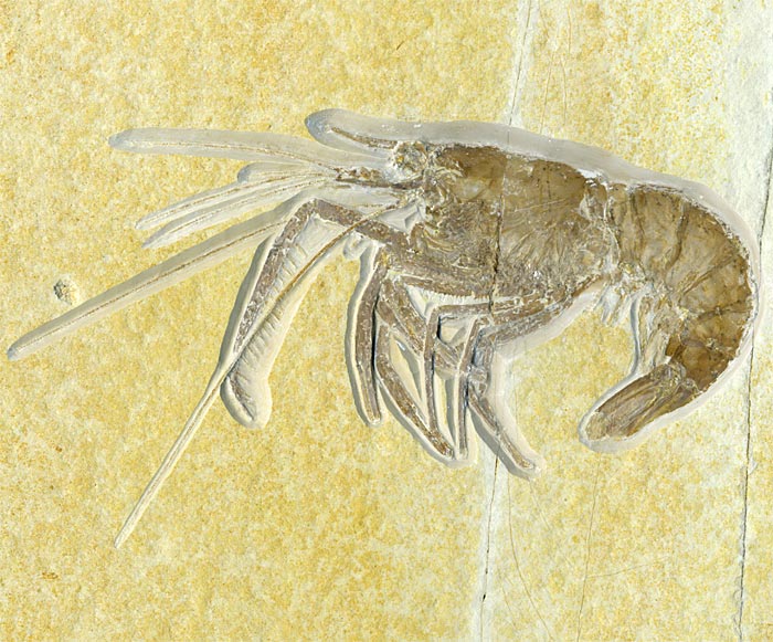 Schwimmkrebs aus dem Solnhofener Plattenkalk