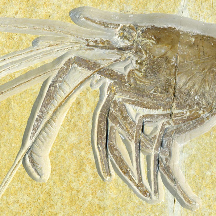 Schwimmkrebs aus dem Solnhofener Plattenkalk