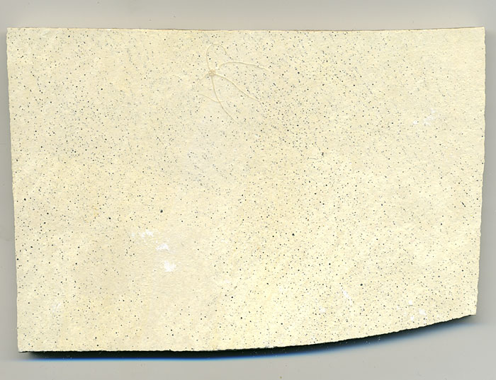 Schlangenstern aus dem Solnhofener Plattenkalk