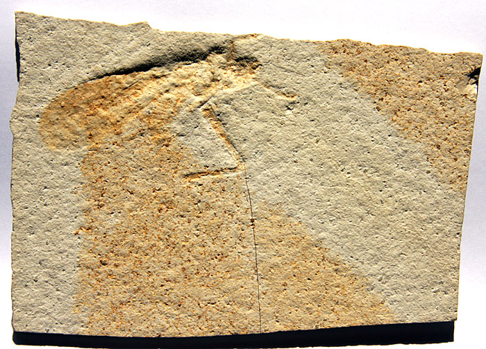 Heuschrecke aus dem Solnhofener Plattenkalk