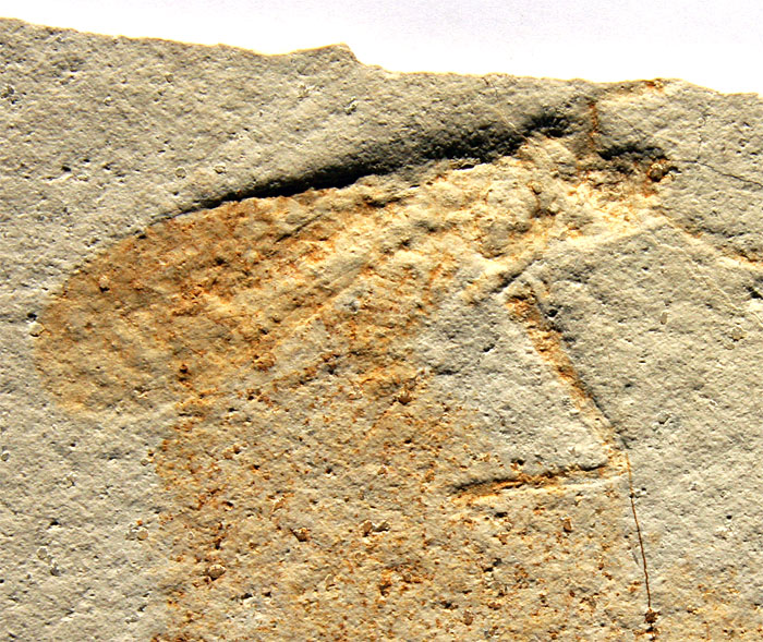 Heuschrecke aus dem Solnhofener Plattenkalk
