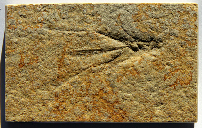 Heuschrecke aus dem Solnhofener Plattenkalk