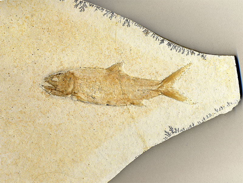 Raubfisch aus dem Solnhofener Plattenkalk