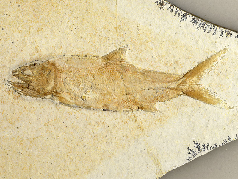 Raubfisch aus dem Solnhofener Plattenkalk