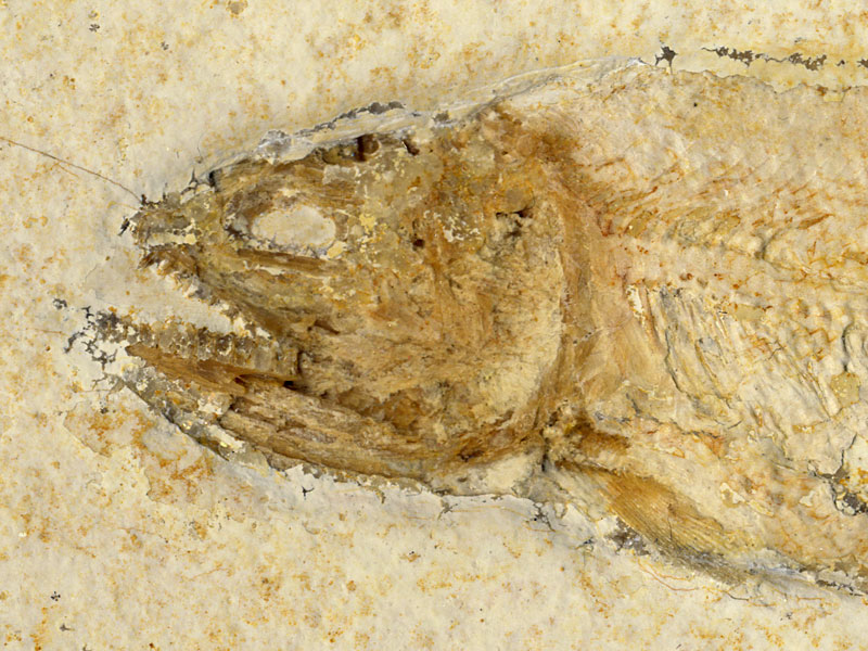 Raubfisch aus dem Solnhofener Plattenkalk
