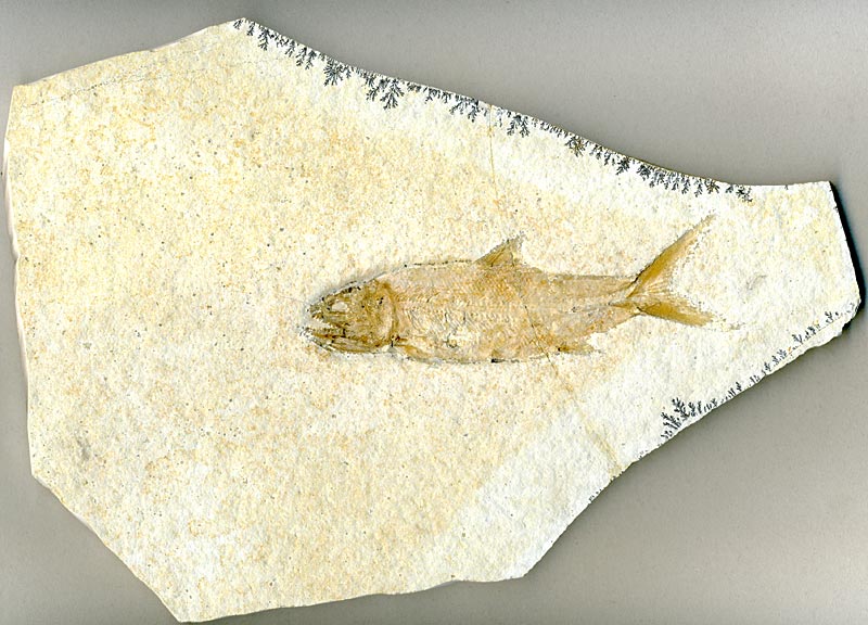 Raubfisch aus dem Solnhofener Plattenkalk