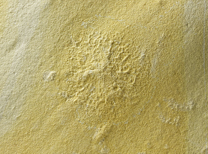 Qualle aus dem Solnhofener Plattenkalk