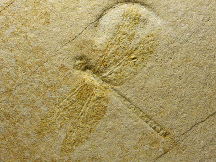 Libelle