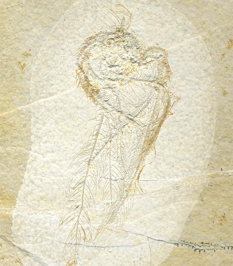 freischwimmende Seelilie aus dem Solnhofener Plattenkalk
