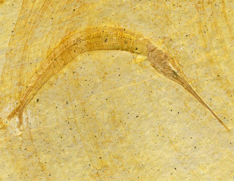 Schnabelfisch aus dem Solnhofener Plattenkalk