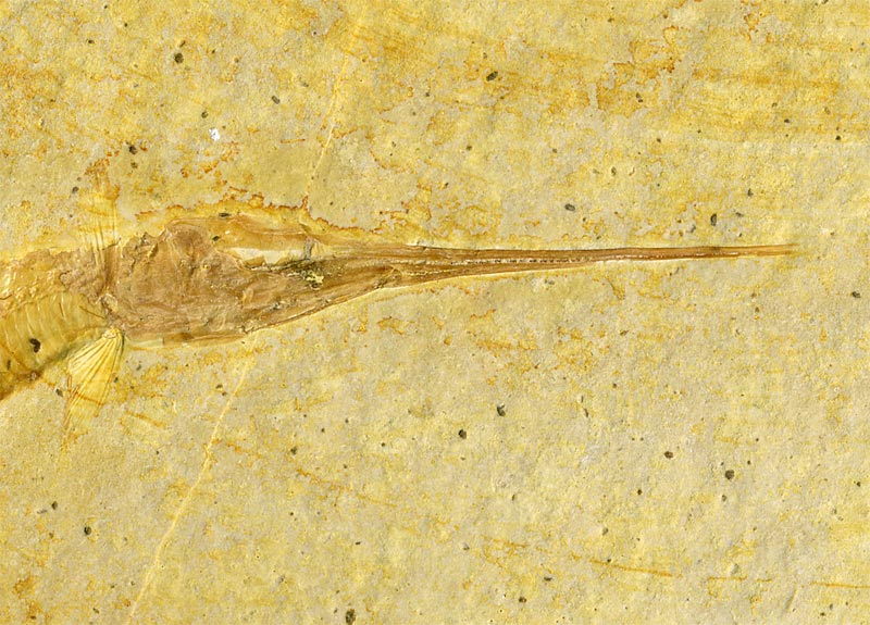 Schnabelfisch aus dem Solnhofener Plattenkalk