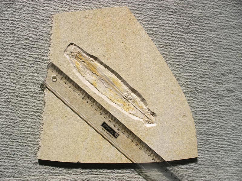 Tintenfisch aus dem Solnhofener Plattenkalk