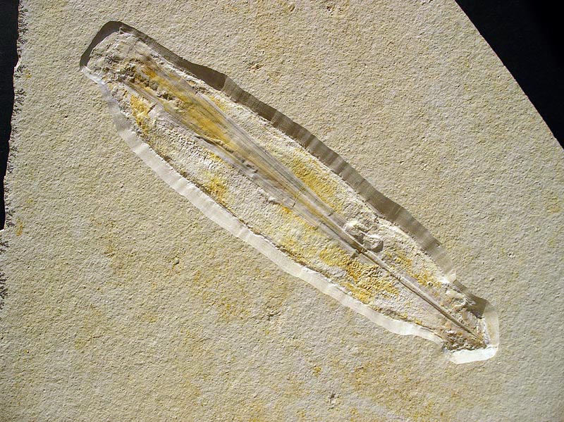Tintenfisch aus dem Solnhofener Plattenkalk