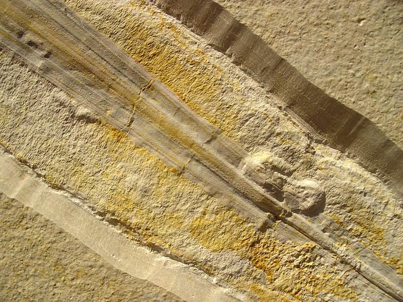 Tintenfisch aus dem Solnhofener Plattenkalk