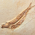 Fossilien aus dem Solnhofener Plattenkalk