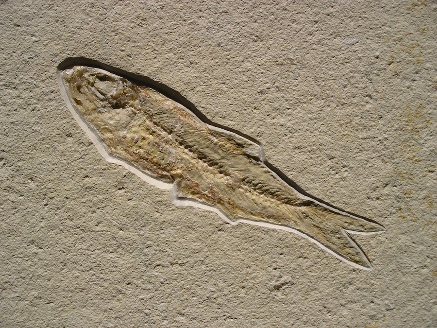 Knochenfisch: Ascalabos