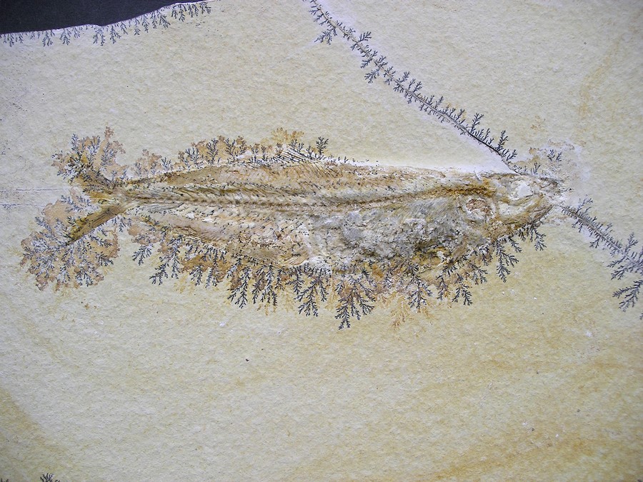 Knochenfisch - Tharsis dubius