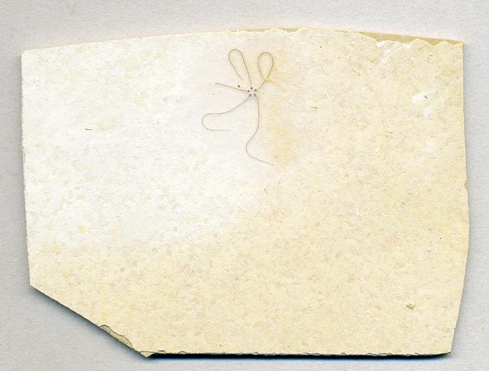 Schlangenstern aus dem Solnhofener Plattenkalk